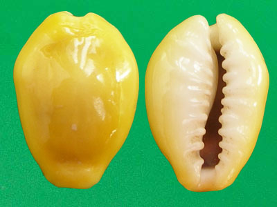  p>黄宝螺(学名: i>monetaria moneta /i>)头部发达呈筒状而稍扁,吻和