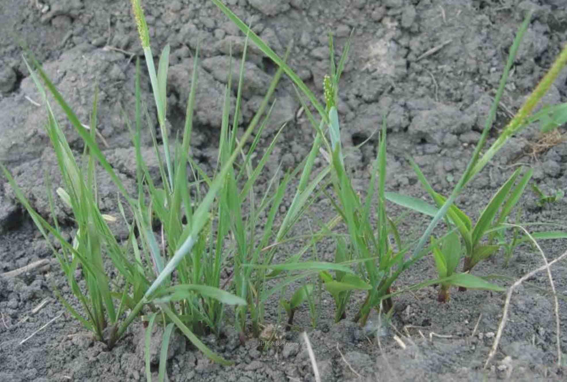 phacelurus var.monostachyus