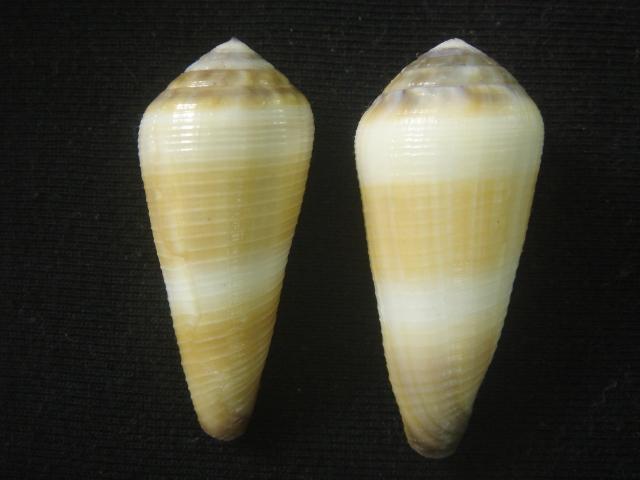  p>竹笋芋螺(学名:virgiconus terebra terebra)贝壳厚实,壳表乳黄色