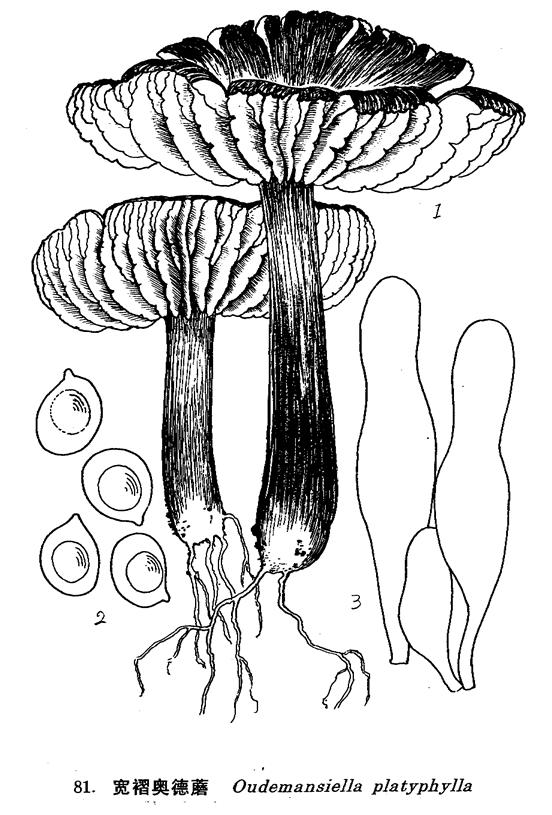  p>宽褶奥德蘑菌盖直径5-12cm,扁半球形至平展,灰白色至灰褐色,湿润时
