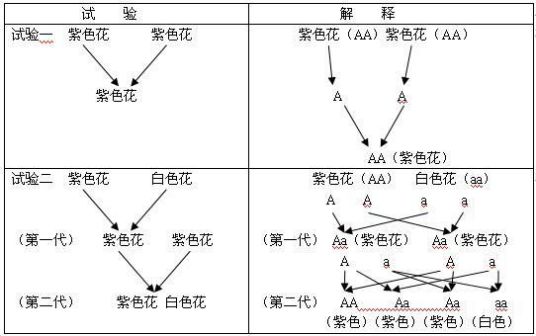 孟德尔定理展示