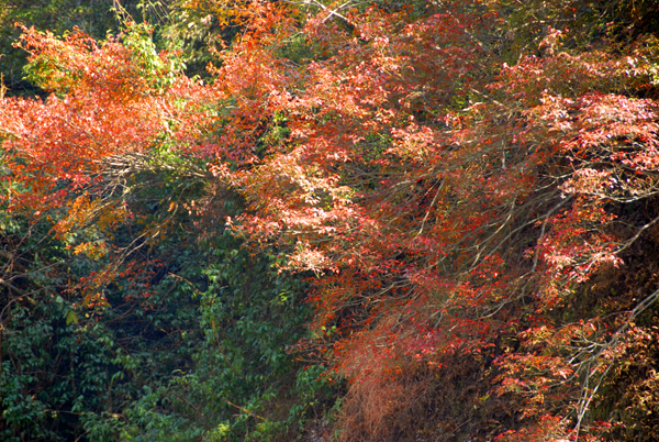  p data-id="gnhdqbixt9"> a target="_blank" href="/item/九连山脉