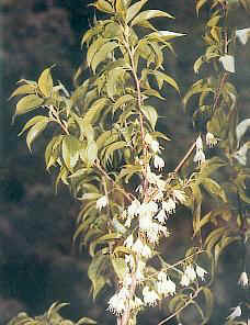 别名假杨桃,山杨桃,银钟树.