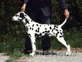  p data-id="gnth7bcncl">大麦町犬(dalmatian,也叫斑点狗),原产地 a