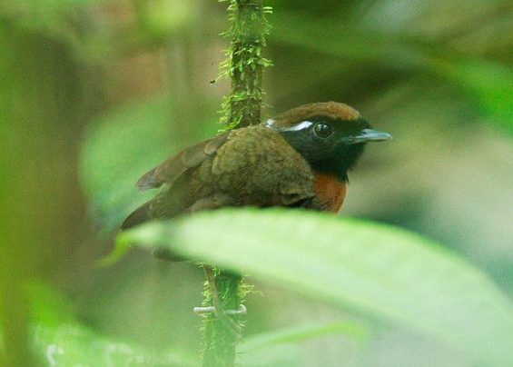  p>食蚊鸟科(学名: i>conopophagidae /i>):属于 a href="#" data