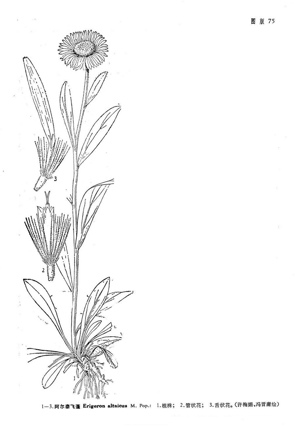  p>阿尔泰飞蓬(学名: i>erigeron altaicus /i> m. pop.