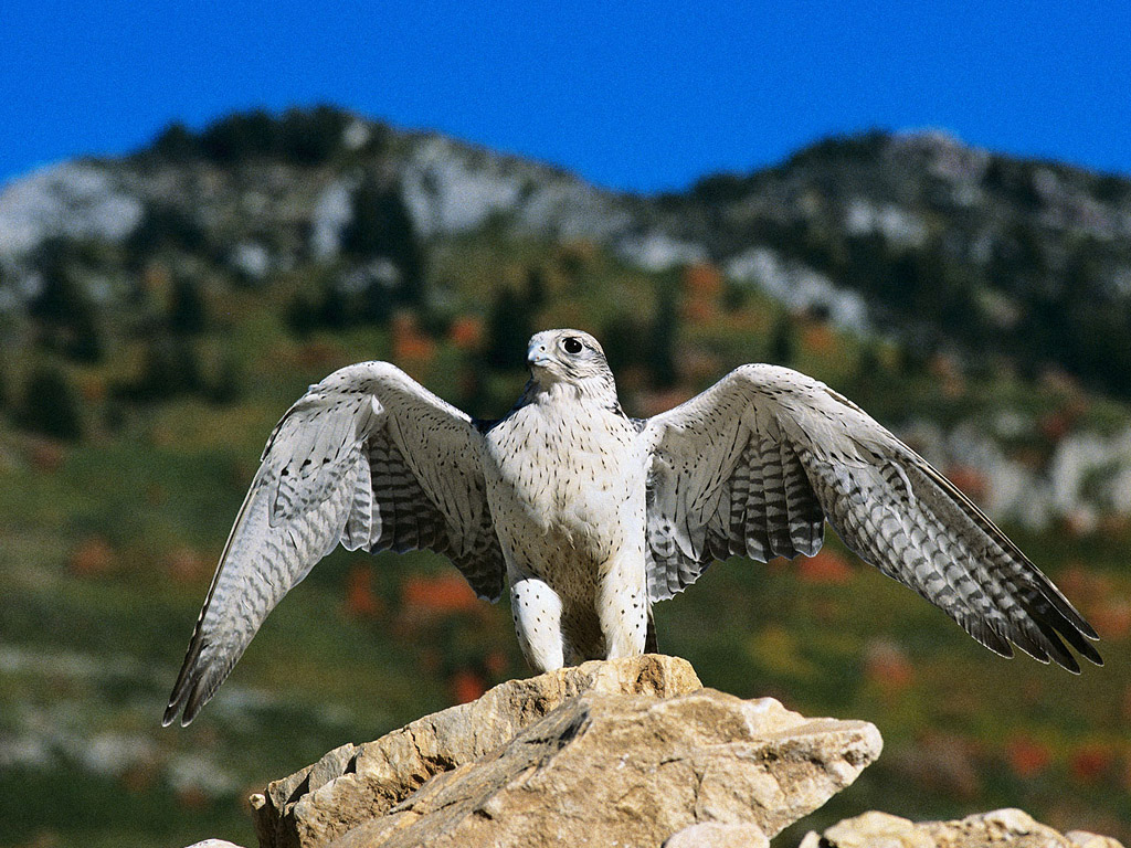  p>隼,国家重点保护鸟类.
