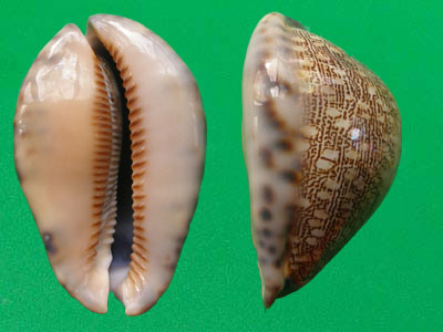  p>吉布宝螺(学名:mauritia arabica gibba)是 a