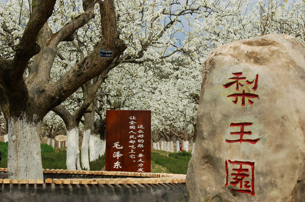 苍溪梨文化博览园