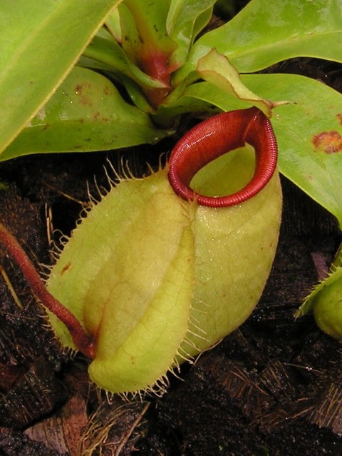  p>虎克猪笼草是由 a href="#" data-lemmaid="2384353">莱佛士猪笼草