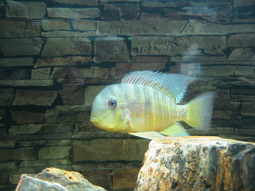 这种鱼最早由来自西德法兰克福的heiko bleher和英国伦敦的thomas