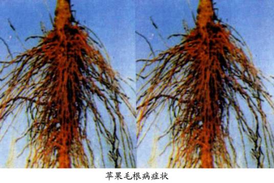 梨毛根病_百度百科