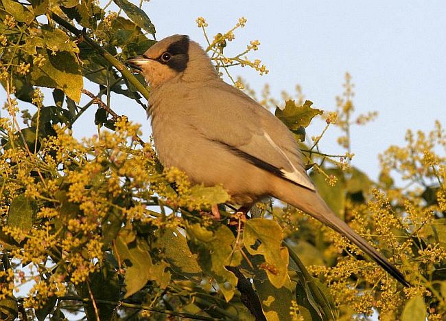  p>灰连雀(学名:hypocolius ampelinus)是鸟纲雀形目灰连雀科的仅有 a