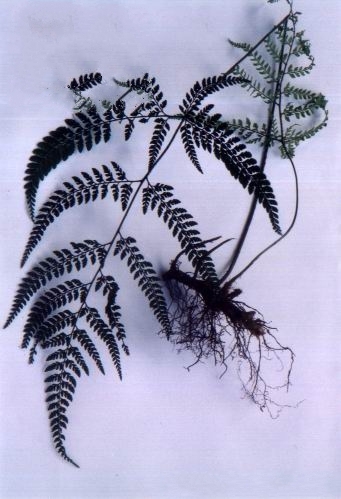 孢子囊群小,背生于小脉上,每末回小羽片或裂片1