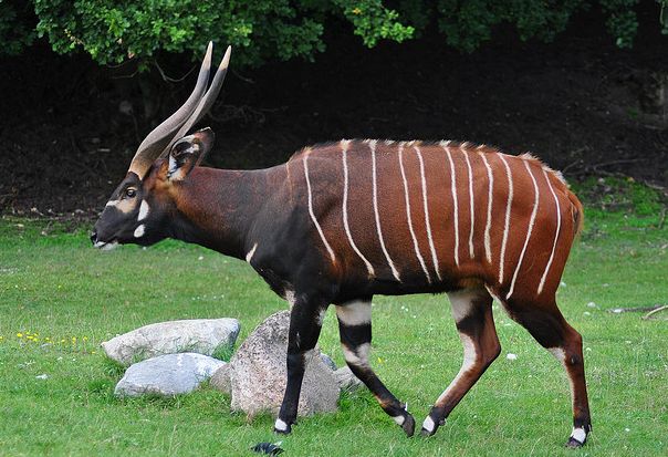 eurycerus /i>):皮毛呈红褐色,上面有细细的白色条纹,公羚羊肩高大约