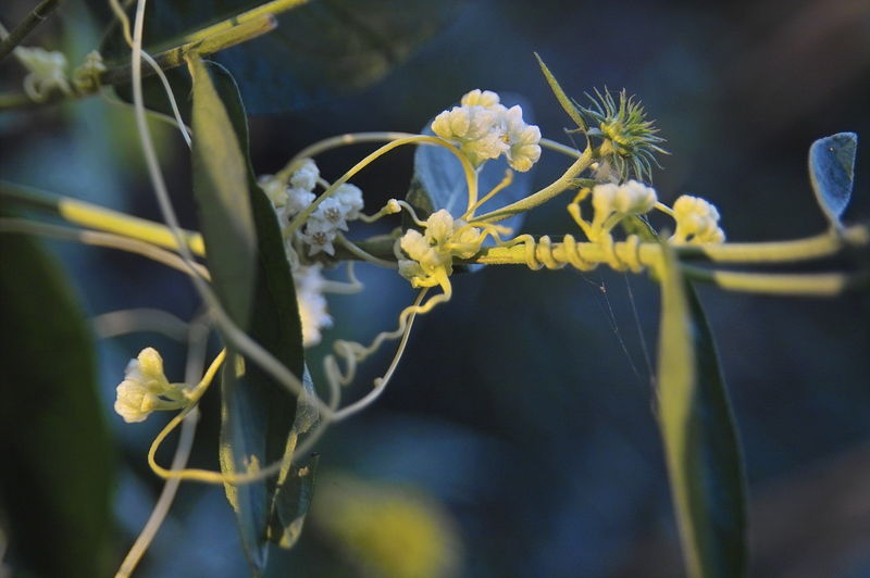 菟丝花