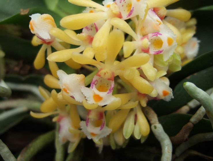  p>无茎盆距兰(学名: i>gastrochilus obliquus /i>  (lindl.