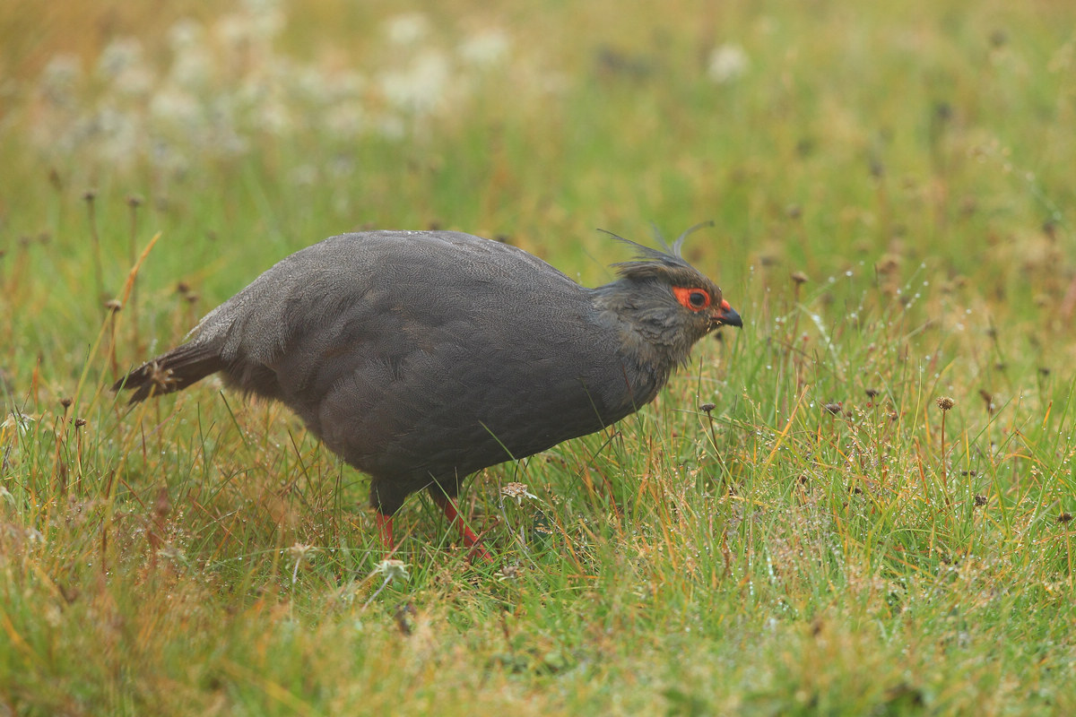 w5">血雉(学名: i>ithaginis cruentus /i>)雉科血雉属鸟类,别名血鸡