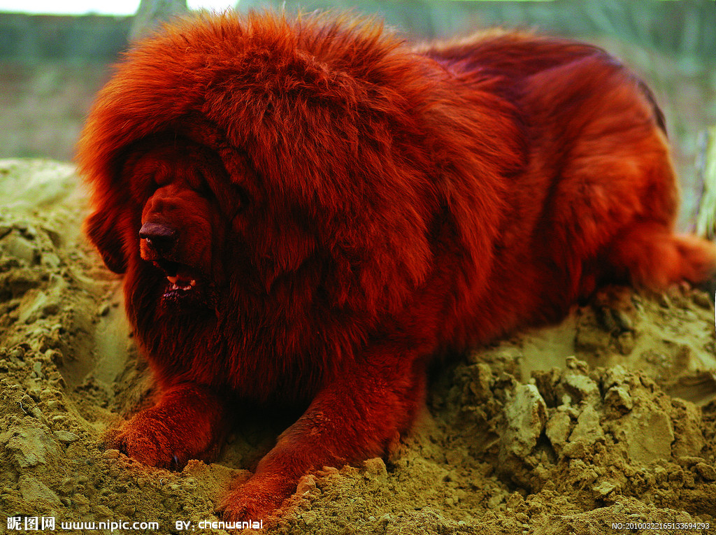 tibetan mastiff