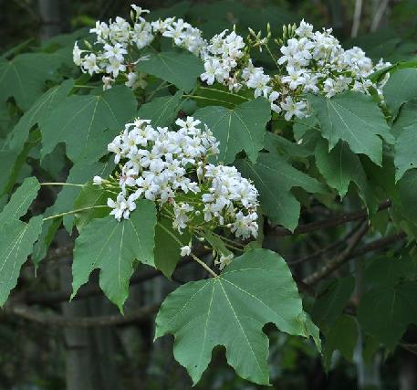 vernicia montana lour.