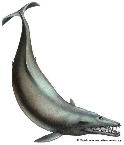  p>龙王鲸(学名:basilosaurus,意为帝王 a target="_blank" href="