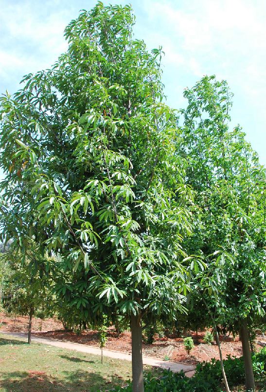  p>毛果木莲(学名: i>manglietia hebecarpa  /i>c. y.