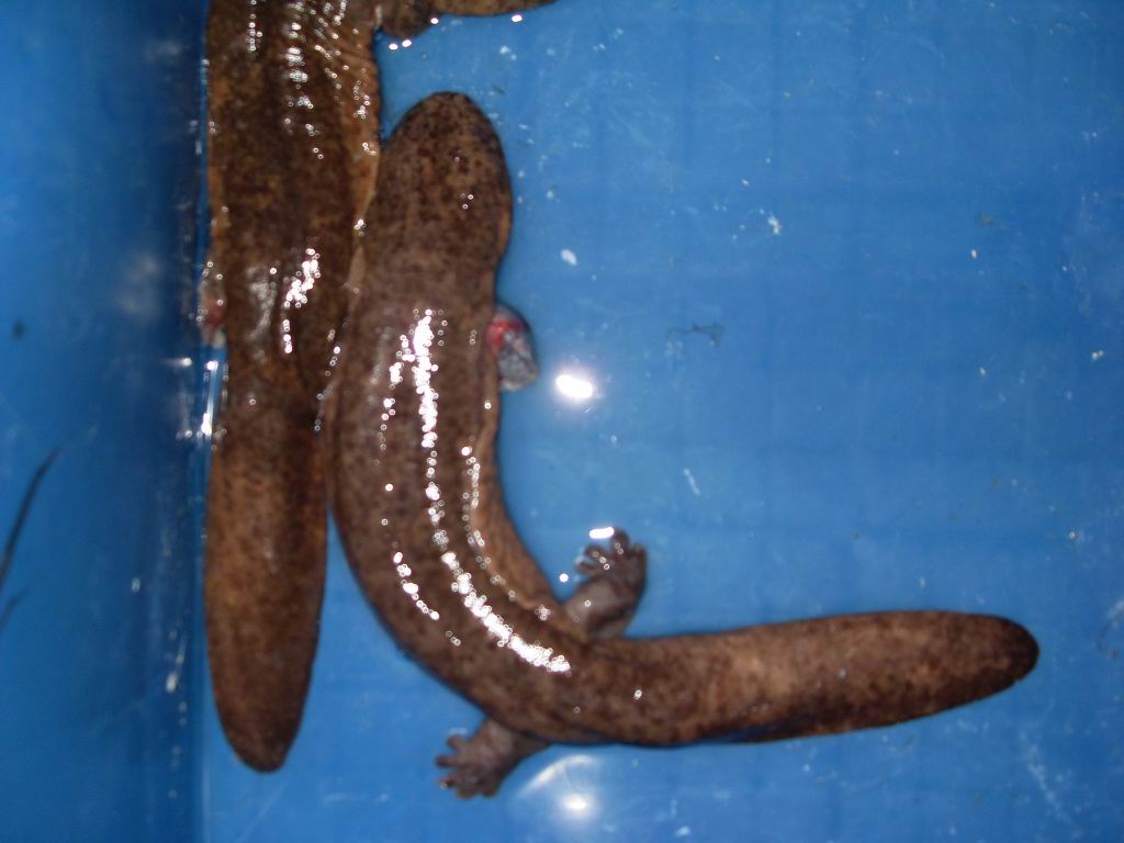  p data-id="gnbsercgp0">蛙蛙鱼,属于 a targe