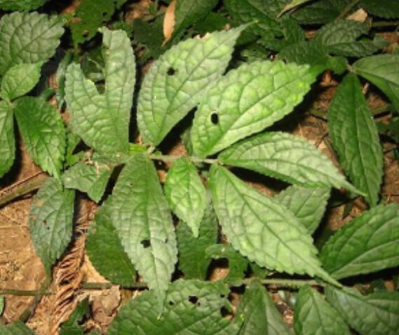  p> a target="_blank" href="/item/富宁赤车/4506405" data-lemmaid