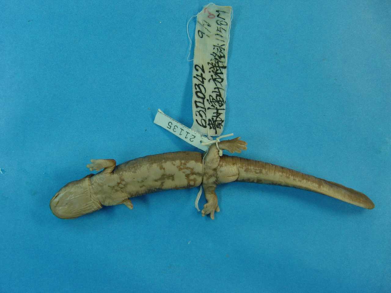  p>无斑肥螈(学名: i>pachytriton labiatus /i>)是蝾螈科,肥螈属有尾