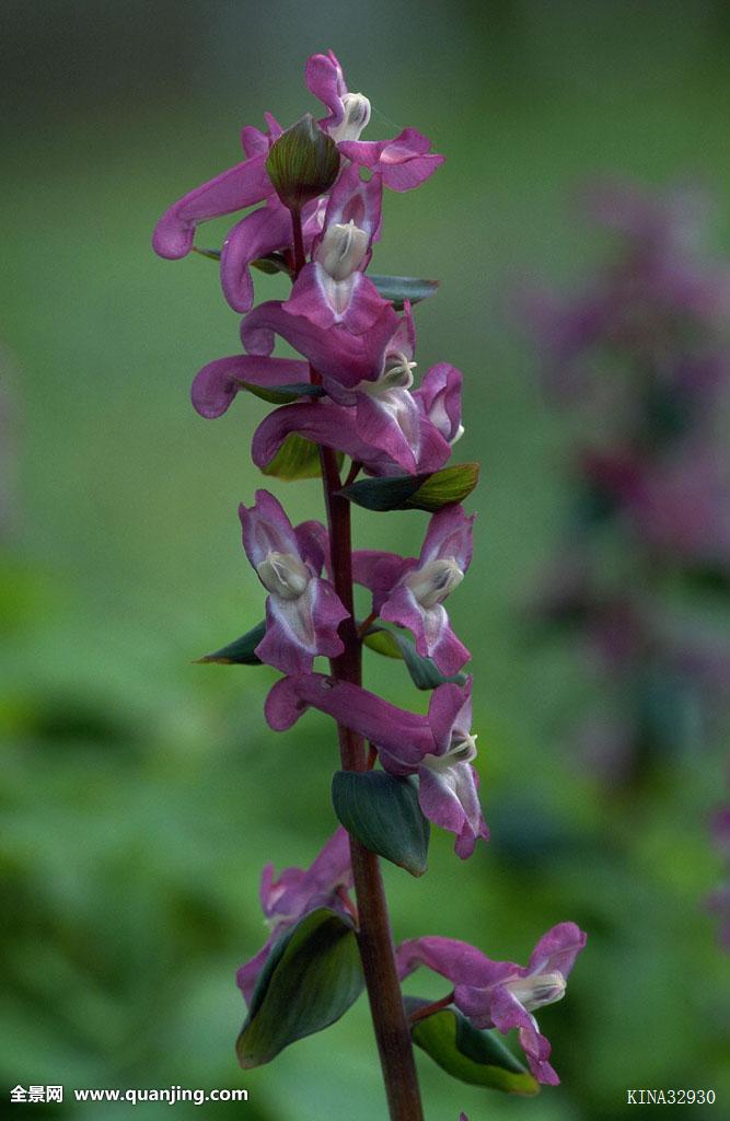  p>紫堇科(fumariaceae)又名 a target="_blank" href="/item/荷包
