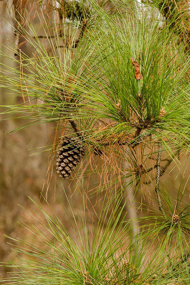  p>火炬松(学名: i>pinus taeda  /i> l.