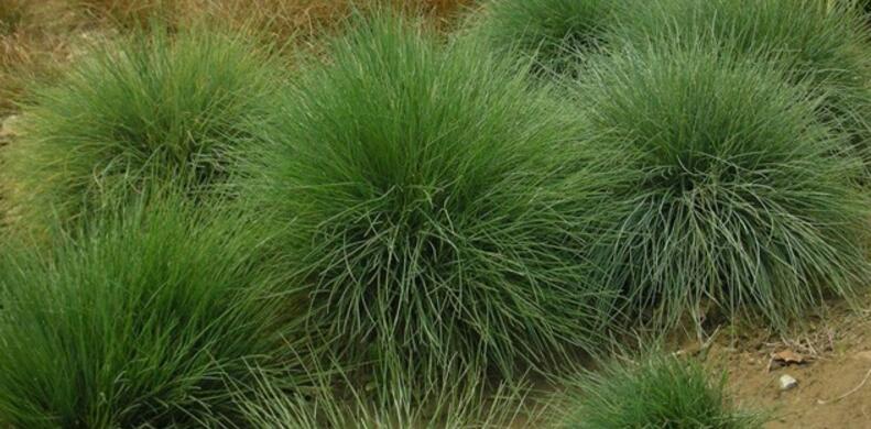  p>紫羊茅(学名: i>festuca rubra /i> l.