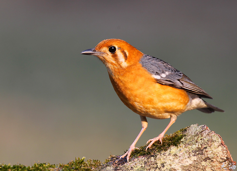  p>橙头地鸫(学名: i>geokichla citrina /i>)是鸫科,地鸫属中型鸟类