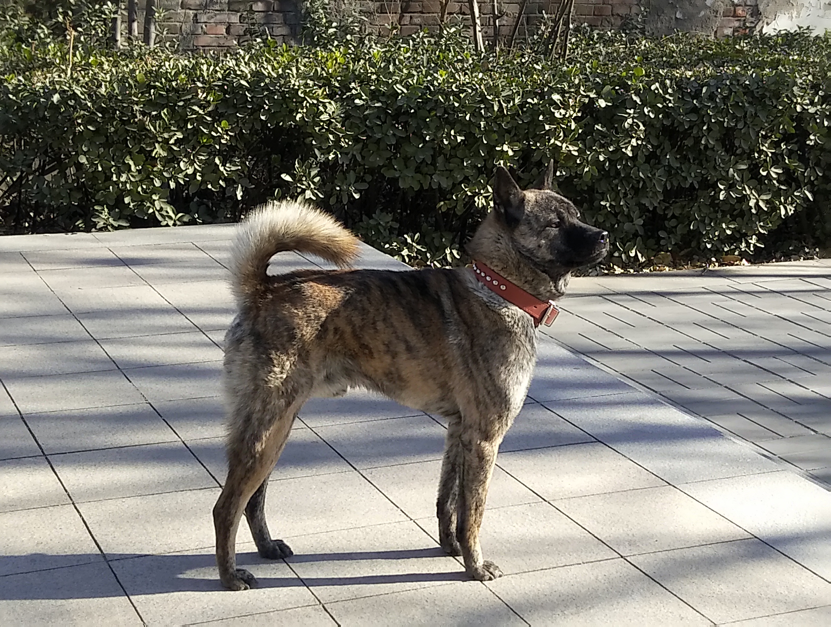  p> b>中华虎斑犬, /b>它是我国南方的一种 a