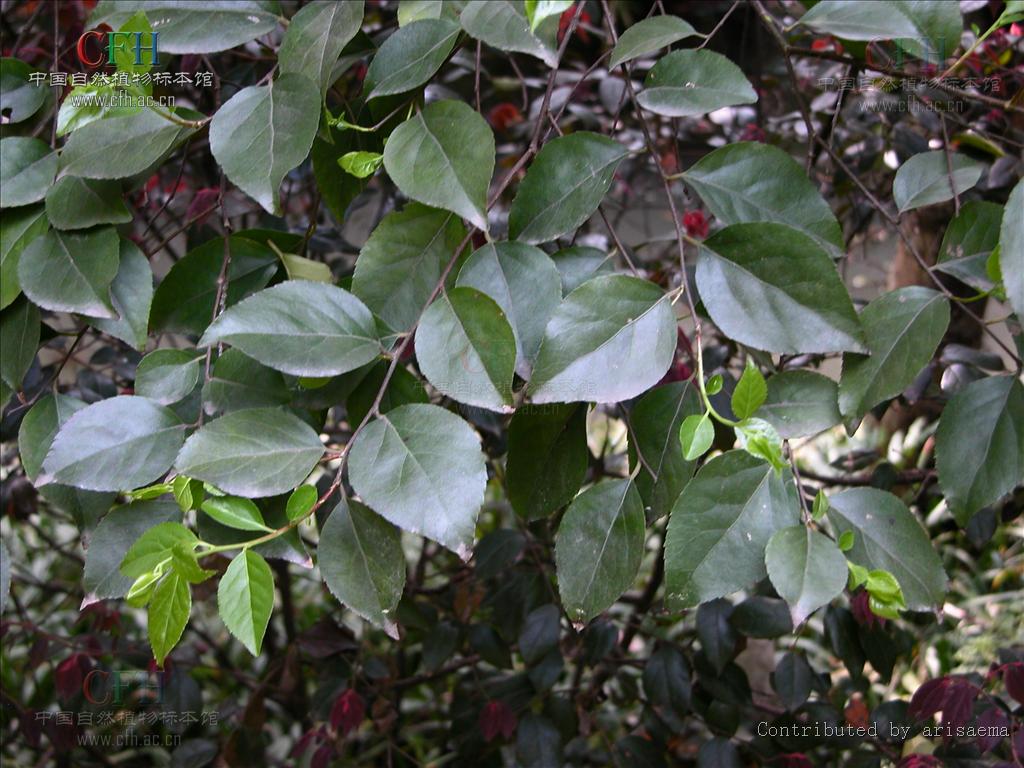 data-lemmaid="5991814">蒙子树 /a>,葫芦刺,红心刺