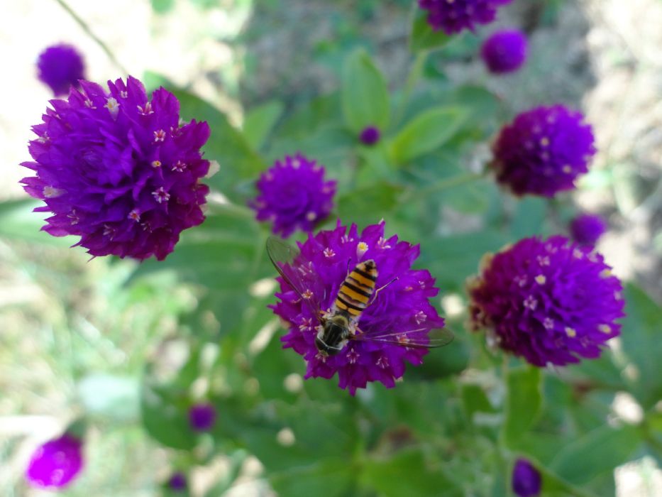 千日紅花 百度百科