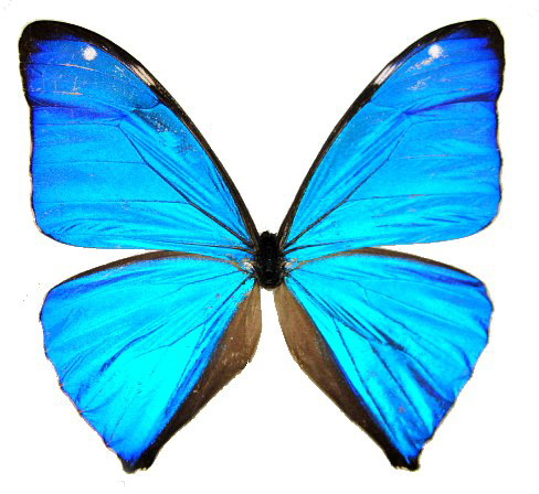  p>小蓝闪蝶(学名:morpho aega)前足相当退化,短小无爪.