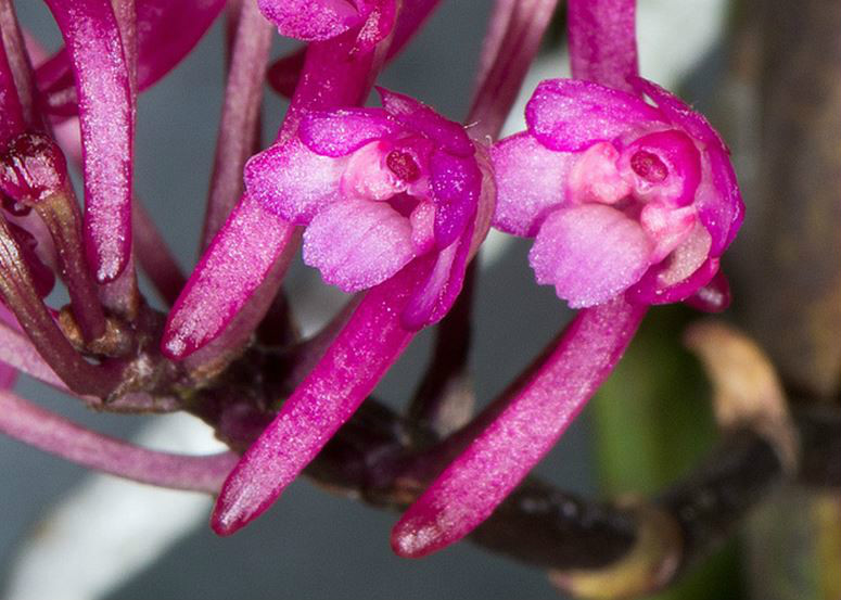  p>圆柱叶鸟舌兰(学名: i>ascocentrum himalaicum  /i> (deb.