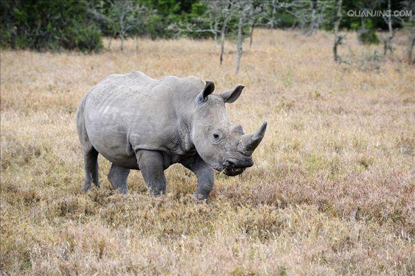  p>白犀(学名: i>ceratotherium simum /i>): a target="_blank" href