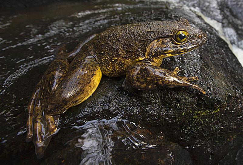  p>非洲巨蛙(学名: i>conraua goliath /i>):是蛙类中的"巨无霸".