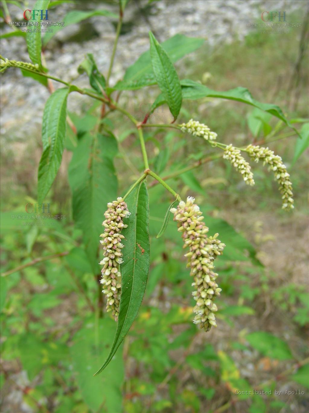  p>春蓼(拉丁名:polygonum persicaria l.