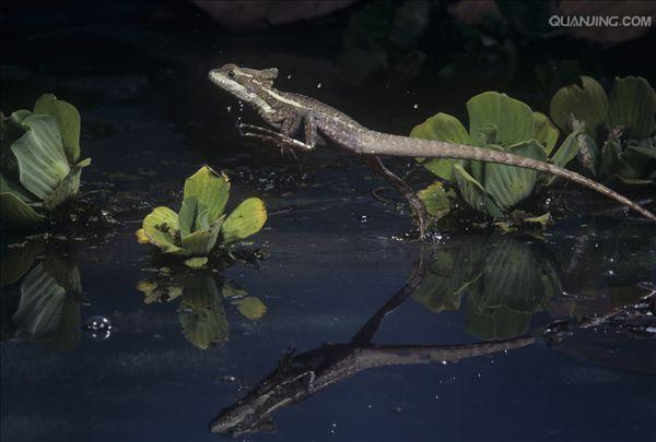 basilisk lizard