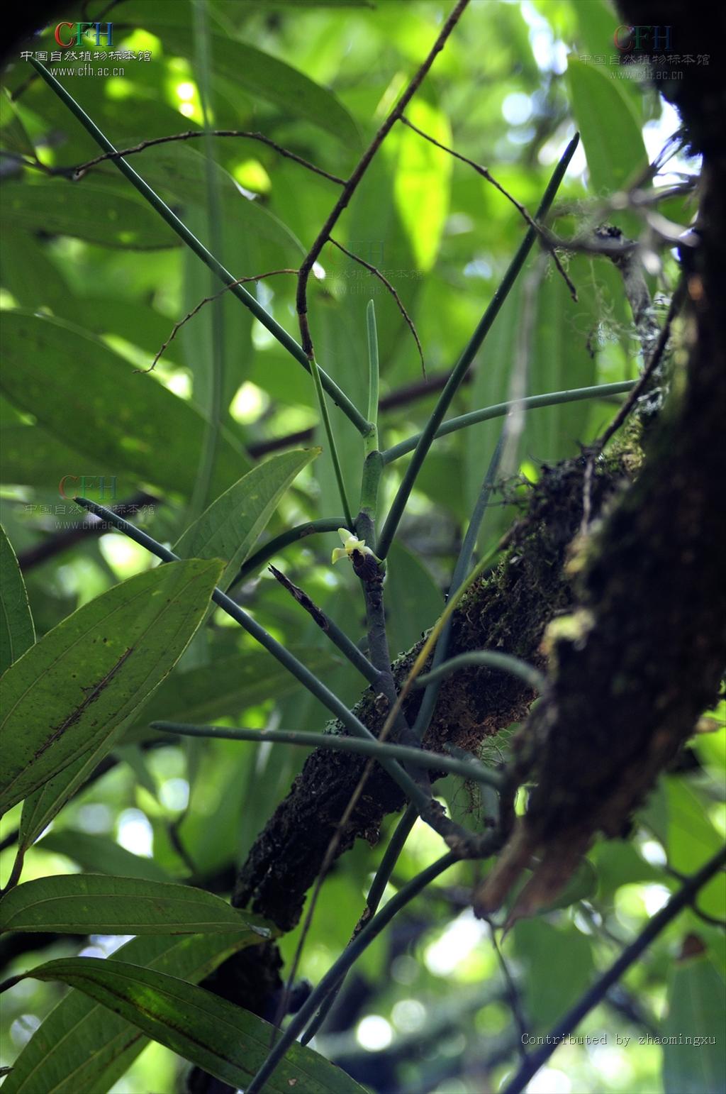  p>钗子股(学名: i>luisia morsei /i>  rolfe):茎直立或斜立,坚硬