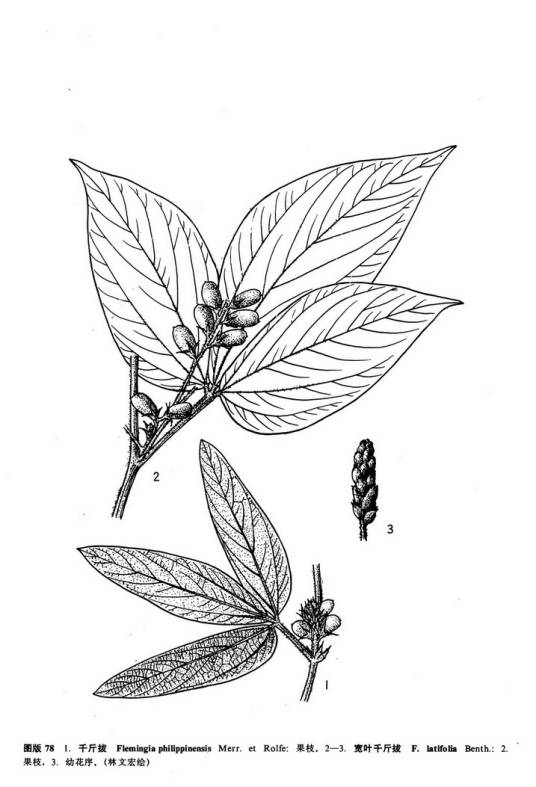 宽叶千斤拔（原变种）_百度百科
