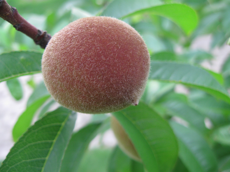  p>毛桃 a target="_blank" href="/item/落叶乔木/5201871" data