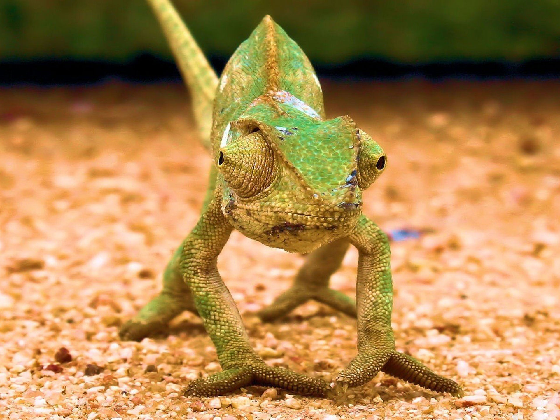  p>变温动物(俗称冷血动物)是除了 a href="#" data-lemmaid="7521904