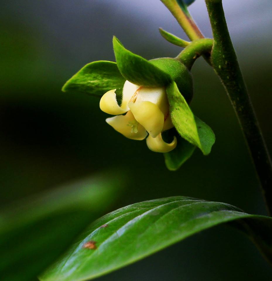 data-id="go0744e1xa">柿是柿树属(学名:diospyros),果实部分俗称柿子