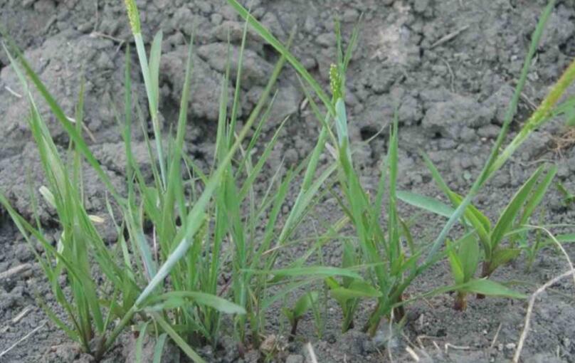  p>看麦娘属学名为 alopecurus,根据植物学大辞典的解释,希腊字