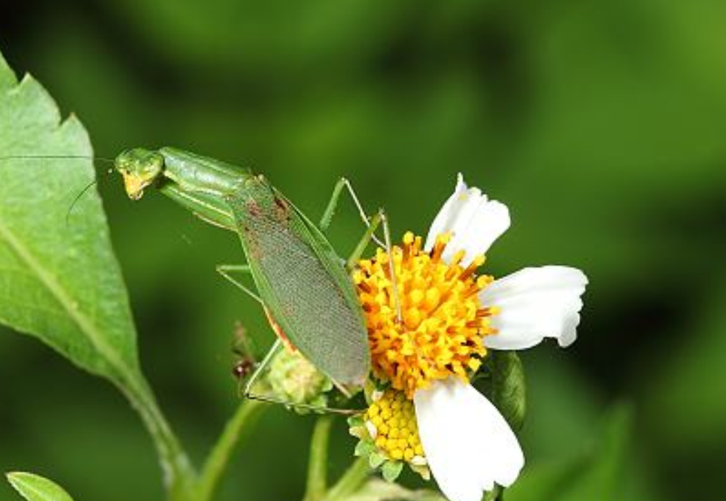 台湾花螳螂