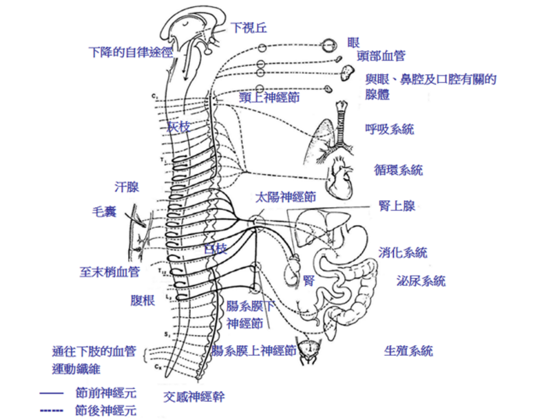 交感神经系统